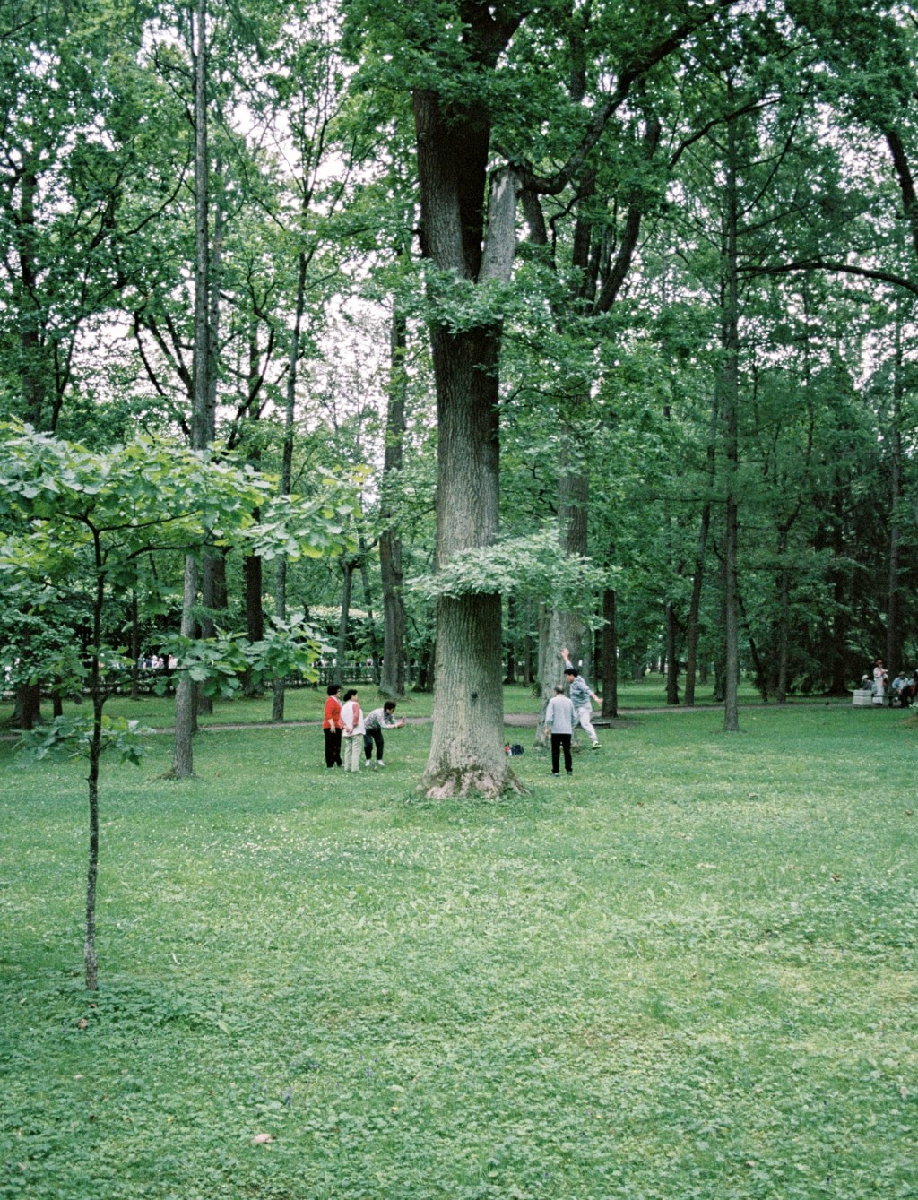 A small group standing at the foot of tall trees in a green park.