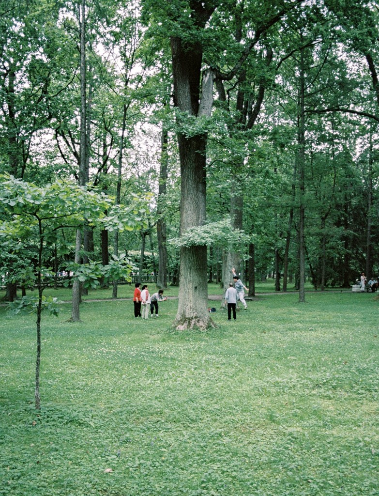 A small group standing at the foot of tall trees in a green park.